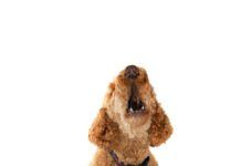 How to teach your dog to speak is a simple matter of teaching them to associate barking with a cue.