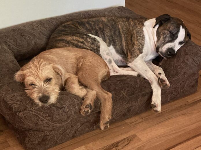 two dogs napping