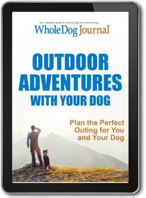 Outdoor Adventures With Your Dog