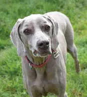 dog suffering from chronic pain