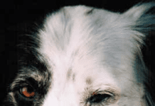 close up of dog with eye discharge