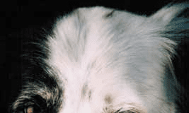 close up of dog with eye discharge