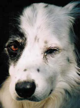 close up of dog with eye discharge