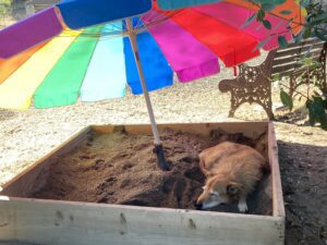 dog laying in sandbox to cool down