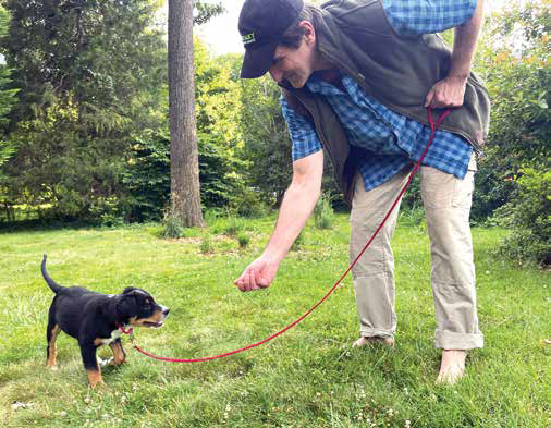 leash training dog