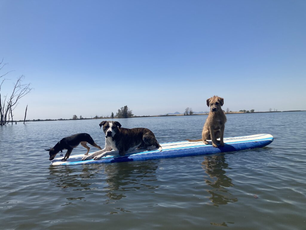 dogs on paddleboard