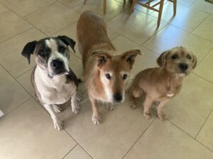 dogs sitting for treats