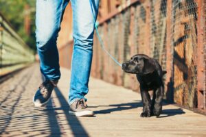 leash training a dog