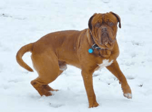 giant dog breed mastiff