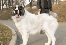 giant dog breed