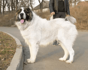 giant dog breed