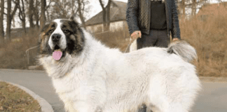 giant dog breed