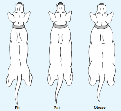 is my dog fat chart of dog weights