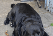 Helping your dog lose weight is important for them to be able to live happily and healthily.