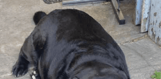 Helping your dog lose weight is important for them to be able to live happily and healthily.