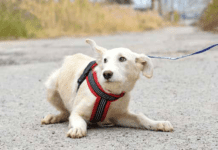 puppy leash training