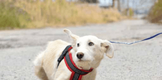 puppy leash training