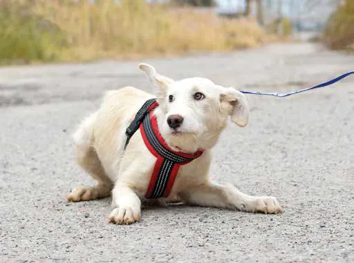puppy leash training