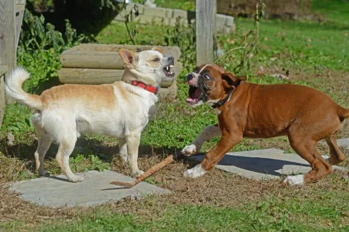 Two dogs growling at each other. resource guarding in dogs