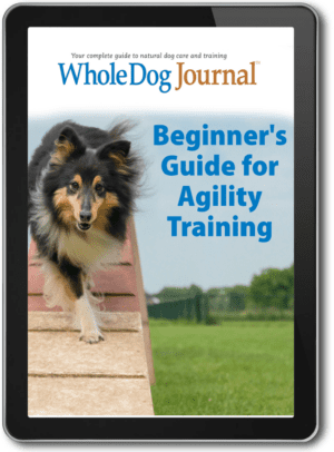 Beginner’s Guide for Agility Training