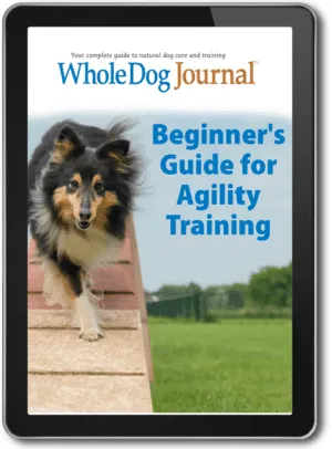 Beginner’s Guide for Agility Training