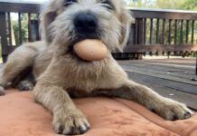 dog with egg in mouth