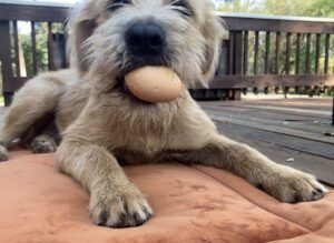 dog with egg in mouth