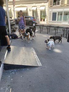 dog walker in france