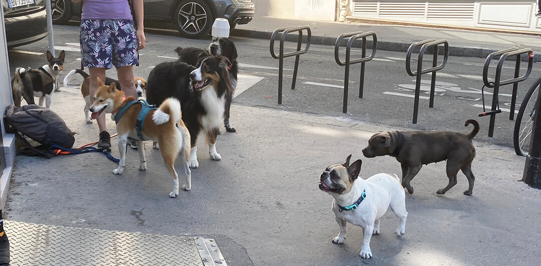 dog walker with several dogs