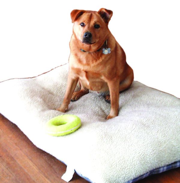 How to Find Relief for Arthritis in Dogs Whole Dog Journal