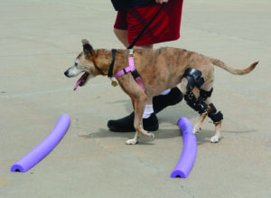 dog with knee braces