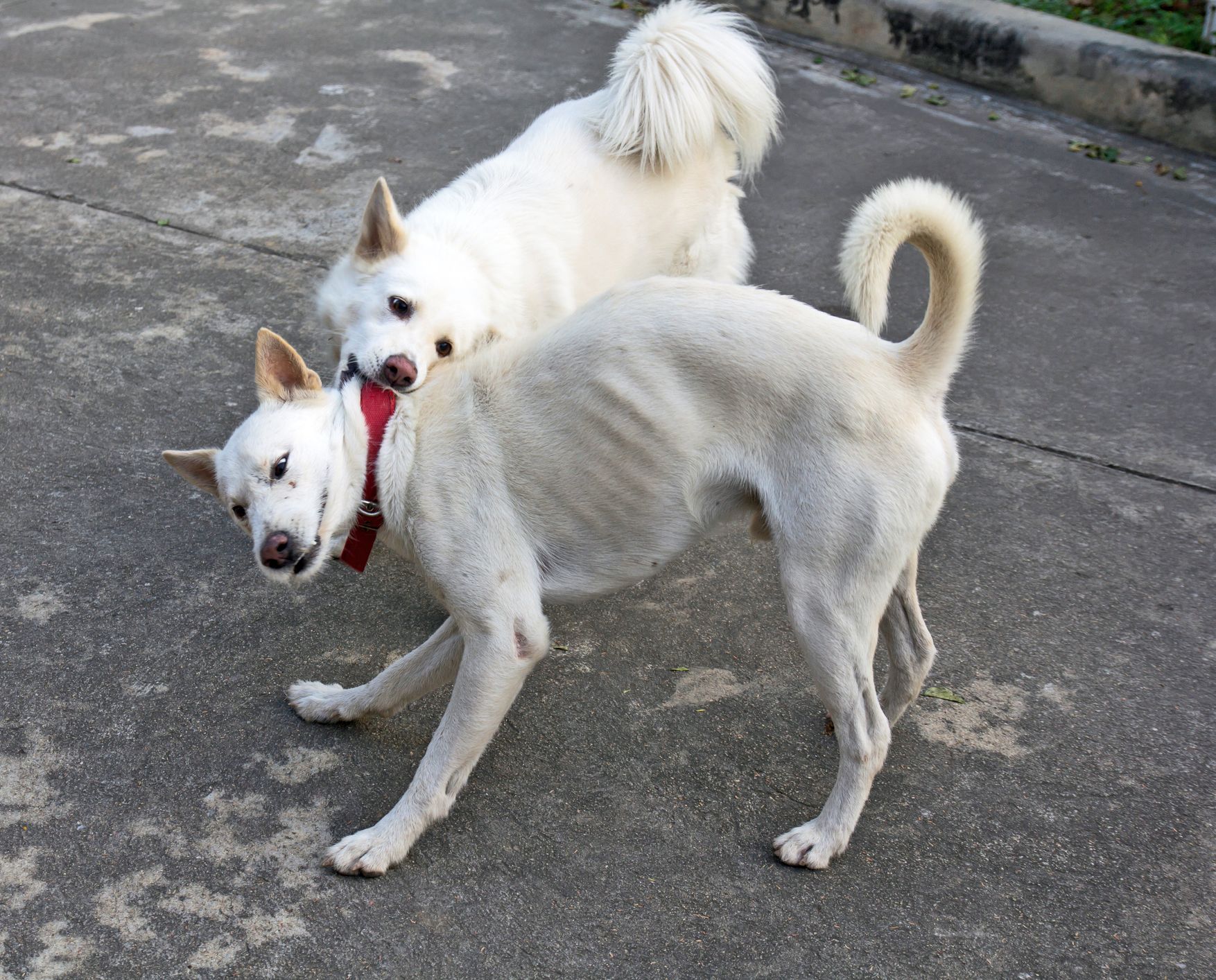 10 SIMPLE AND FUN INDOOR GAMES FOR YOUR DOG - Law's Country Kennel