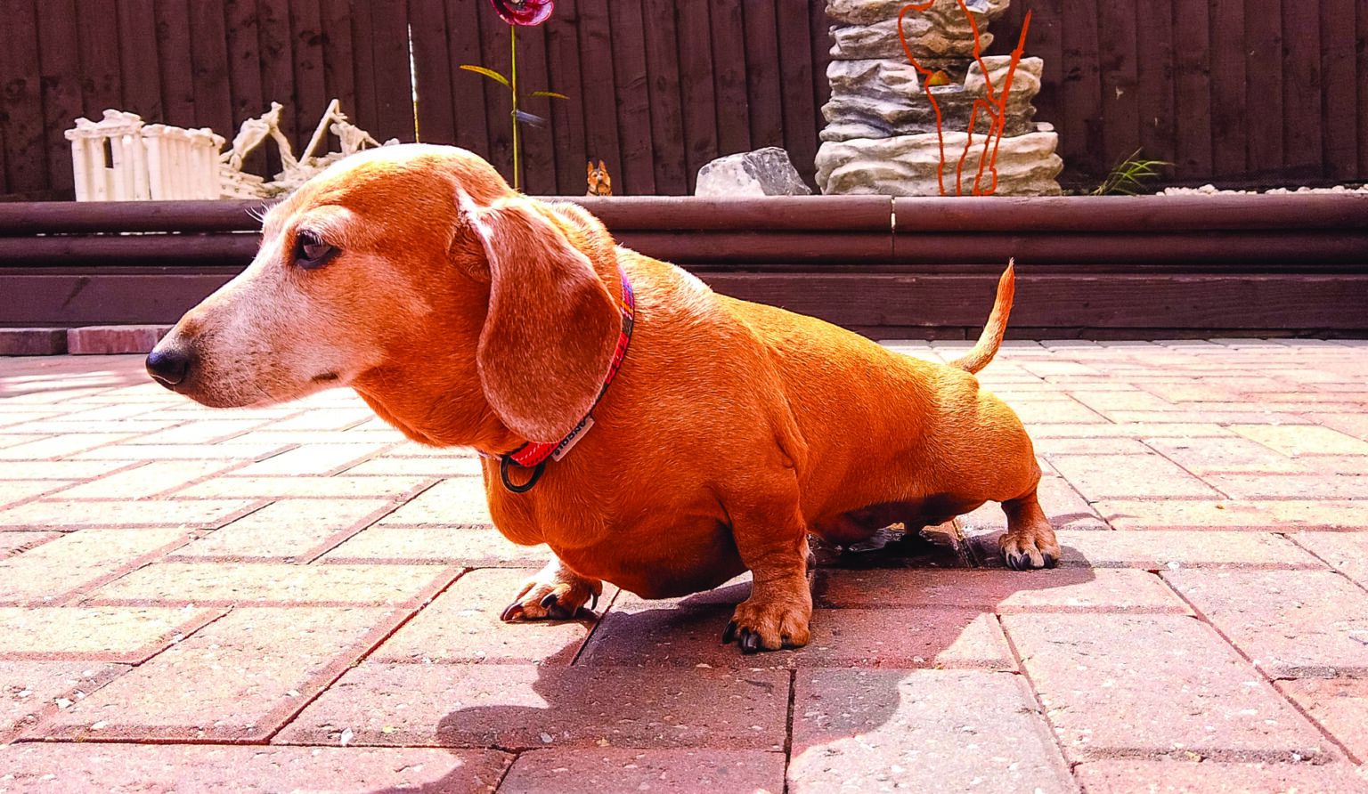 All About UTIs in Dogs Whole Dog Journal