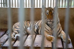 tiger in cage