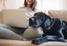 dog on couch with person