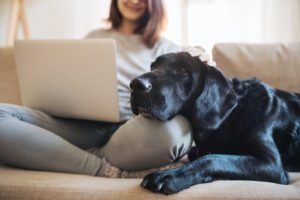 dog on couch with person