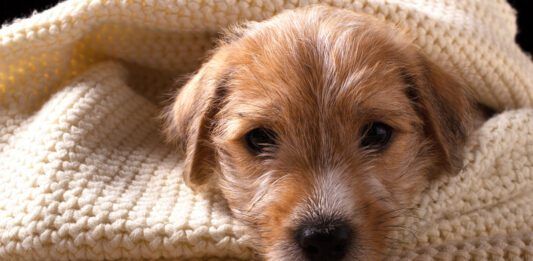 sick puppy parvovirus