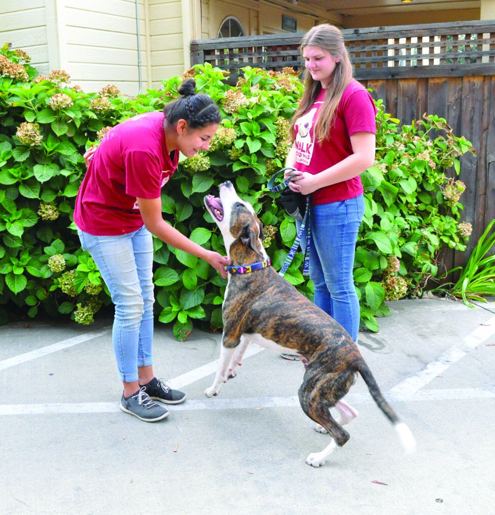 How to Stop Your Dog From Jumping on People Whole Dog Journal