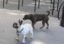 two dogs in paris