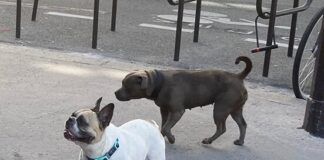 two dogs in paris