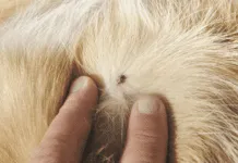 What do ticks look like on dogs, depends on the type of tick and how long it has had to eat.