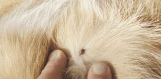 close up of tick on dog