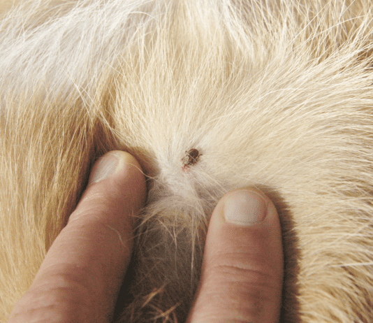 What do ticks look like on dogs, depends on the type of tick and how long it has had to eat.