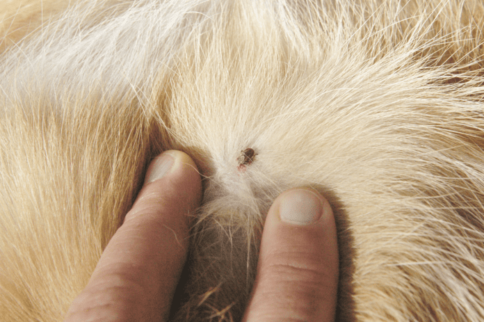 close up of tick on dog