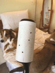 using lint roller to remove ticks from dog
