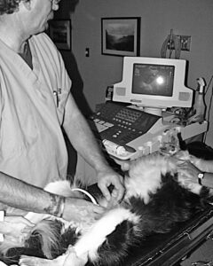 dog receiving ultrasound