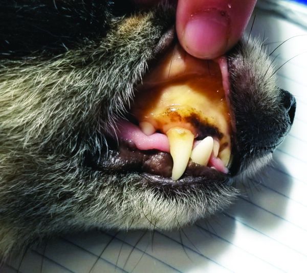 Healthy Dog Gums vs Unhealthy Dog Gums Whole Dog Journal