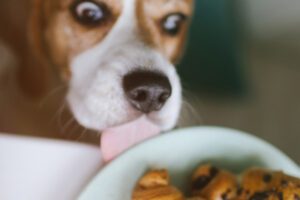 dog looking at chocolate pastries