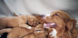 Female Dog Nursing Cute Puppies. Newborns Of Nova Scotia Duck Tolling Retriever Sucking Breast Milk.