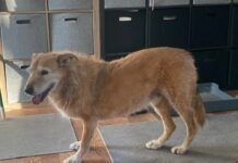 elderly dog with arthritis